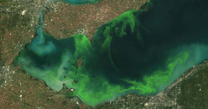 This NOAA satellite image shows an algae bloom on Lake Erie in 2011, the worst that had been seen in decades. A similar algae growth—fed by phosphorus contained in farm fertilizer runoff and sewage treatment plants—creates toxins that have contributed to oxygen-deprived dead zones that kill widlife and threaten drinking water supplies. Ohio's fourth-largest city, Toledo, told residents over the weekend not to drink the water. The ban was officially lifted on Monday morning, but worries remain about the quality of the drinking water or whether the crisis is truly over. (Photo: flickr / cc/ NOAA)